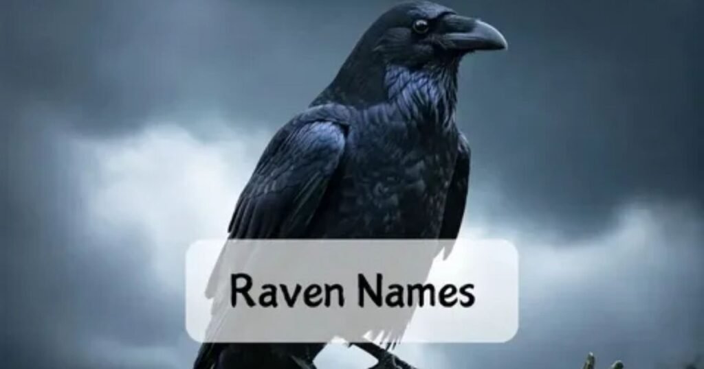 Raven Name Meaning: Biblical, Spiritual, Hebrew Roots & Nicknames