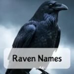 Raven Name Meaning: Biblical, Spiritual, Hebrew Roots & Nicknames