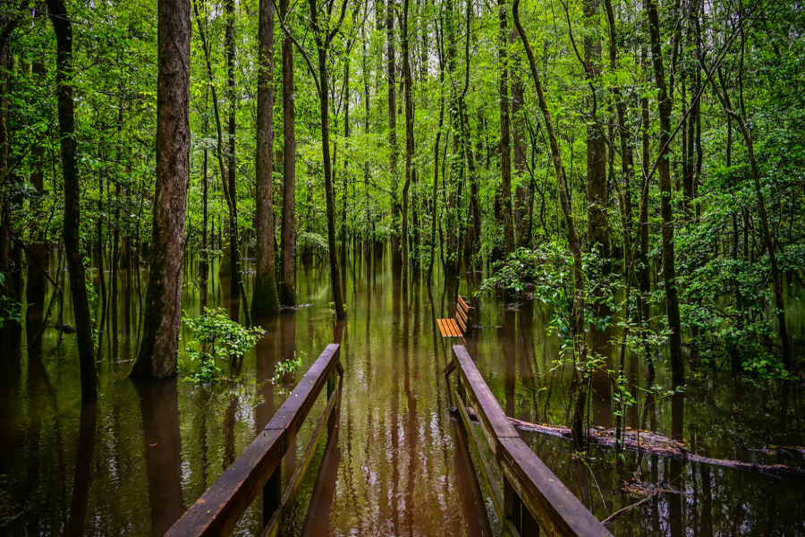 Best Time To Visit Congaree National Park