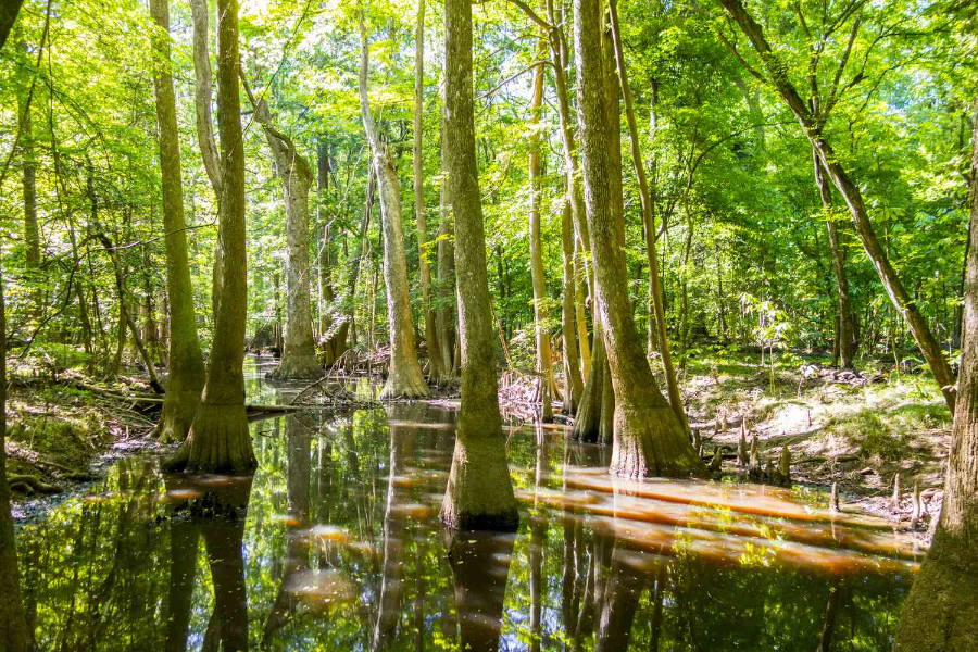 Best Time To Visit Congaree National Park