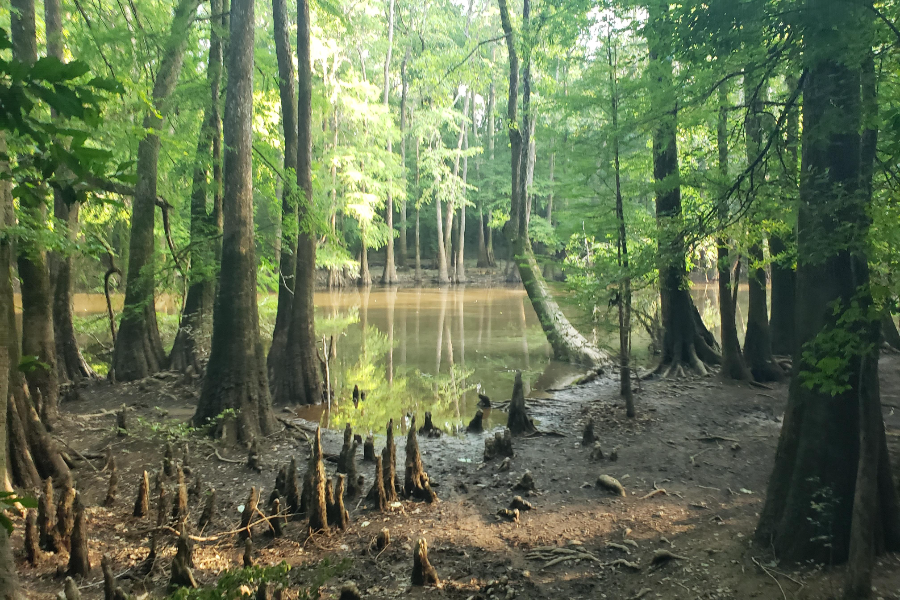 Best Time To Visit Congaree National Park