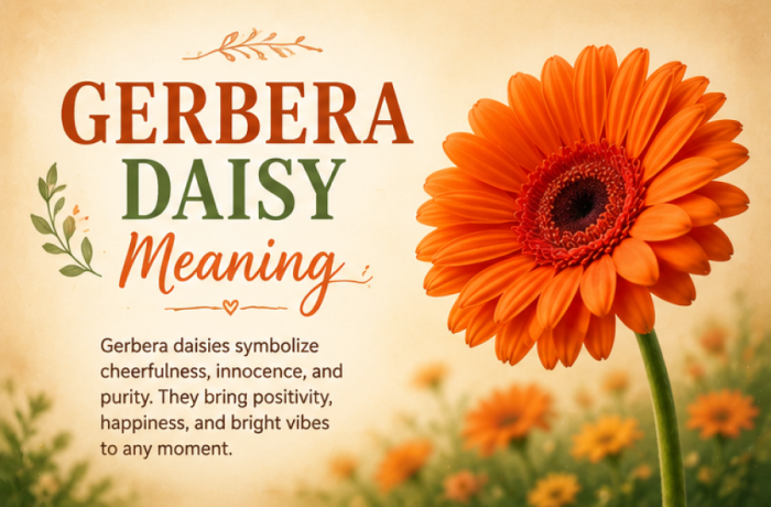 Gerbera Daisy Meaning